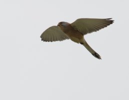 LesserKestrelFlying_2U4A5506_DxO_lesserkestrel.jpg