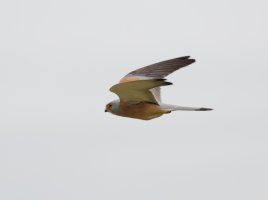 LesserKestrelFlying_2U4A5519_DxO_lesserkestrel.jpg