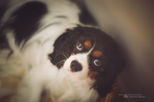 03 Am I Not Cute.jpg