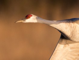 8T7A3086-sandhill-crane-banking-crop.jpg