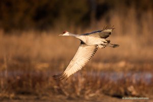 8T7A3086-sandhill-crane-banking.jpg