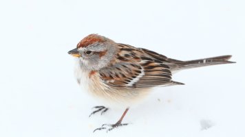 TreeSparrow_25575.JPG