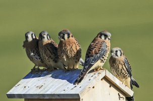Kestrel family portrait 400 1.jpg