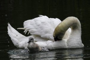 Swan family 2012 300 3.jpg