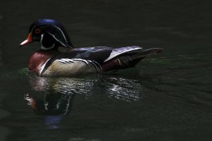 Wood Duck male 300 7.jpg