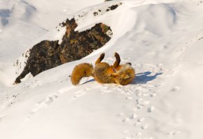 CR Fox-1.jpg