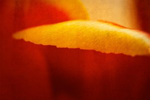 _MG_8955_DxO copy_edited-1.jpg