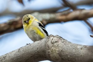 Goldfinch Stare.jpg