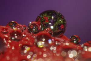 Drops of Petunias.jpg