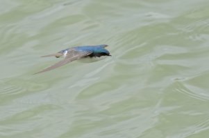 Tree Swallow-23_DxO.jpg
