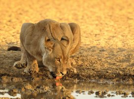 oldageadventurer_lioness_drink at sun up_Polentswa_KTFP-1.jpg