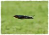 Pacific swallow_Hirundo tahitica_Flight_4.jpg
