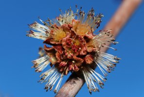 maple-tree-flower-2-small.jpg