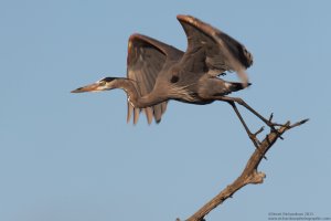 GBH takes flight.jpg