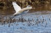 Great Egret in flight.jpg