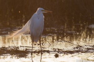 Great Egret sunset.jpg