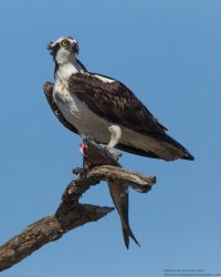 The Proud Angler.jpg