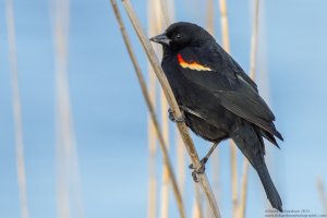 male red-winged blackbird.jpg