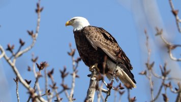 Bald Eagle_6015.JPG