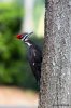 Pileated Woodpecker - Side Tree-5476.jpg