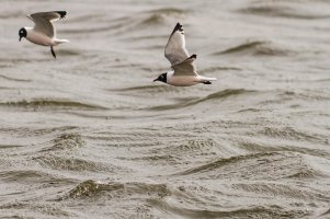 _MG_9084_DxO.jpg