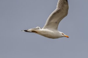 _MG_9174_DxO.jpg