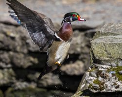 wood duck flt 9.jpg