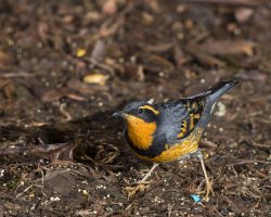 varied thrush ground.jpg