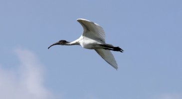 Black Headed Ibis 1.jpg