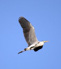 Grey Heron 6.jpg