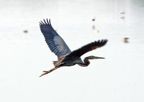 Purple Heron 3.jpg