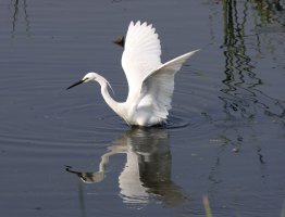 Small Egret 17.jpg