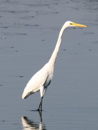 GreatEgret 3.jpg