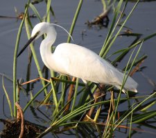 Small Egret 5.jpg