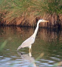 Grey Heron 5b.jpg