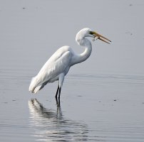 Small Egret 2.jpg