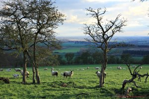Nunburnholme Sheep.jpg