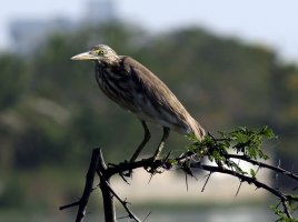 Indian Pond Heron 1.jpg