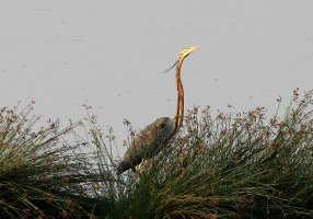 Purple Heron 16.jpg