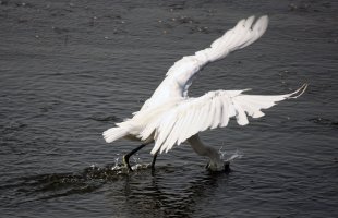 Great Egret.jpg
