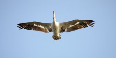 Pelican 14.jpg