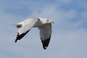 gullfly.jpg