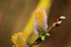 Yellow-Pussy-Willow-1-small.jpg