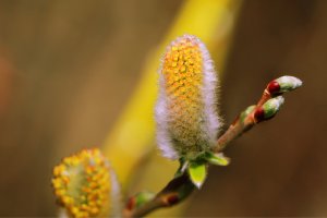 Yellow-Pussy-Willow-1-small.jpg