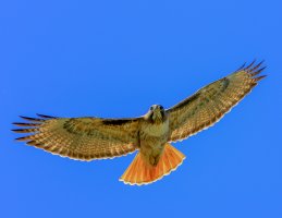 IMG_0266.jpg