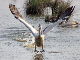 Pelican 3.jpg
