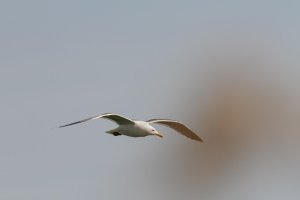 _MG_9475_DxO.jpg
