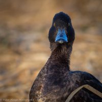 _D7T4369-2.jpg