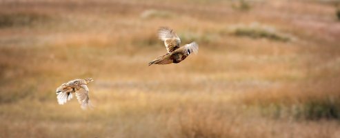 KenHowie5DMkII pheasant pair.jpg
