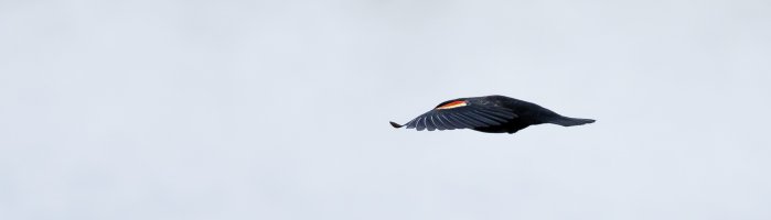 KenHowieBlackbirdF25T1376.jpg